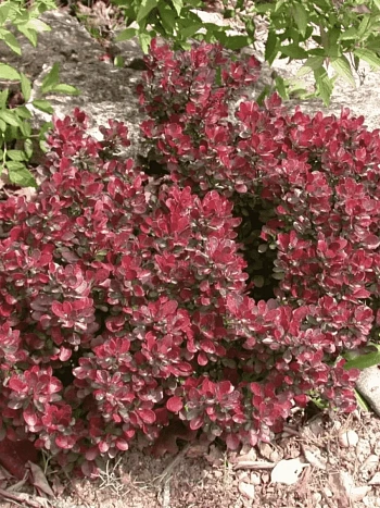 Барбарис Тунберга Atropurpurea