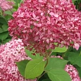 Гортензия древовидная Pink Annabelle