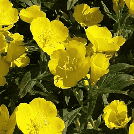 Энотера многолетняя