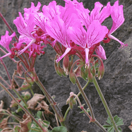 Пеларгония эндлихера