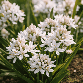 Сцилла двулистная Rosea