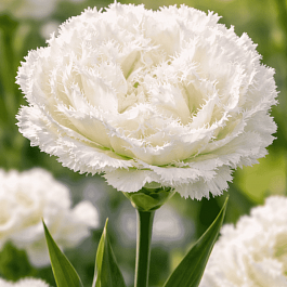 Тюльпан Snow Crystal