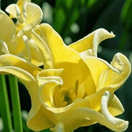 Тюльпан Yellow Crown