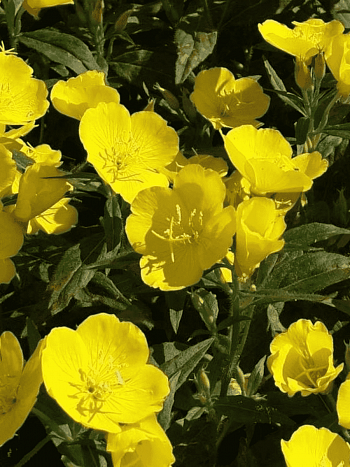 Энотера многолетняя