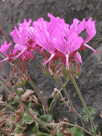 Пеларгония эндлихера