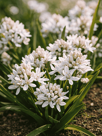 Сцилла двулистная Rosea