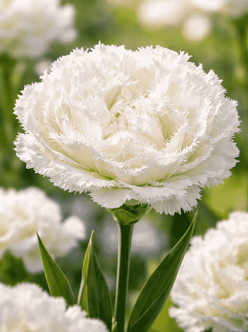 Тюльпан Snow Crystal