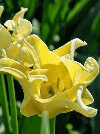 Тюльпан Yellow Crown