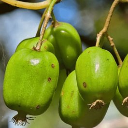 Актинидия Аргута Таежный изумруд
