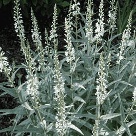 Вербейник эфемерный