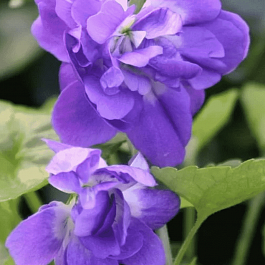 Виола душистая De Toulouse