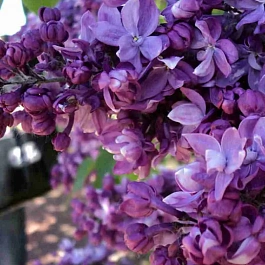 Сирень обыкновенная Утро России