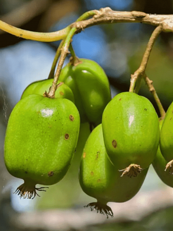 Актинидия Аргута Таежный изумруд