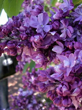 Сирень обыкновенная Утро России