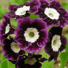 Примула ушковая Joice