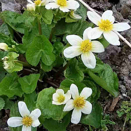 Калужница болотная Alba