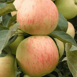 Яблоня Юбиляр