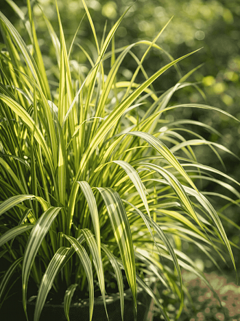 Вейник остроцветковый England