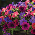 Петуния ампельная F1 Шок Роял Микс Петуния ампельная F1 Шок Роял Микс