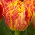 Тюльпан Monte Flame