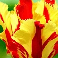 Тюльпан Tulipa Flaming Parrot