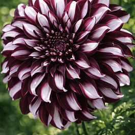 Георгина Tartan