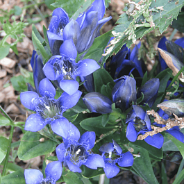 Горечавка семираздельная