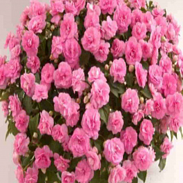 Бальзамин Musica Pink Aroma