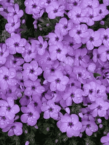 Флокс дугласа Eva