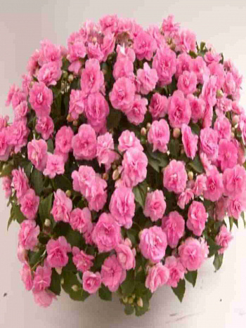 Бальзамин Musica Pink Aroma