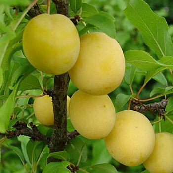 Алыча Злато Скифов