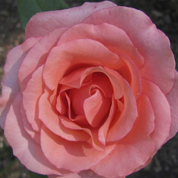 Роза чайно-гибридная Сандра Роза чайно-гибридная Сандра