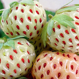 Земляника садовая Анабланка Земляника садовая Анабланка