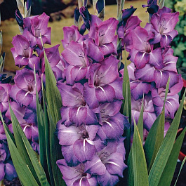 Гладиолус крупноцветковый Гранд Пэшн