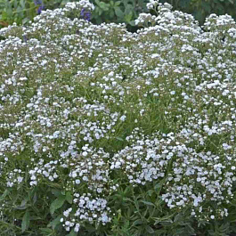 Гипсофила метельчатая White
