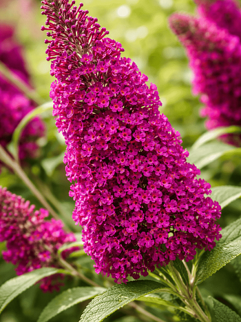 Буддлея давида  Fascinating