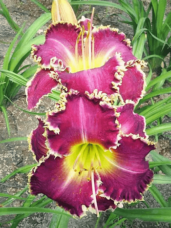 Лилейник Tooth