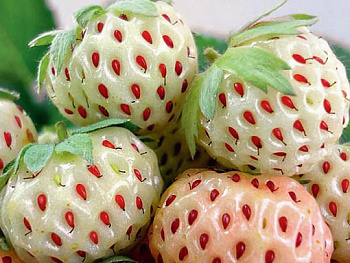 Земляника садовая Анабланка Земляника садовая Анабланка