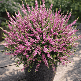 Вереск обыкновенный Carmen