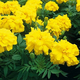 Бархатцы триплоидные Зенит Голден Еллоу