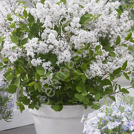 Сирень Мейера Флауэрфест Вайт