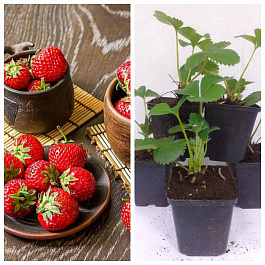 Земляника садовая Флер НАБОР 5ШТ