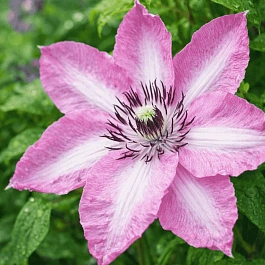 Клематис Bieszczady