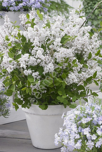 Сирень Мейера Флауэрфест Вайт