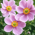Анемона хубейская Rose Shades