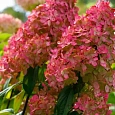 Гортензия метельчатая FireLight