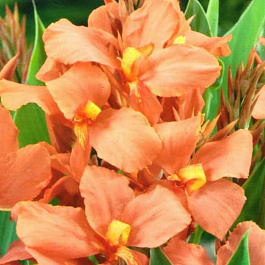 Канна зеленолистная Сэлмон Пинк