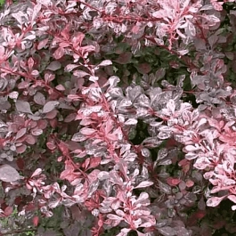 Барбарис Тунберга Pink Perfection