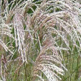 Мискантус китайский  Early Hybrids