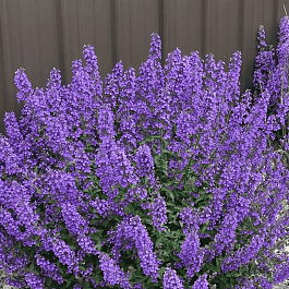 Котовник Фассена Walker's Low